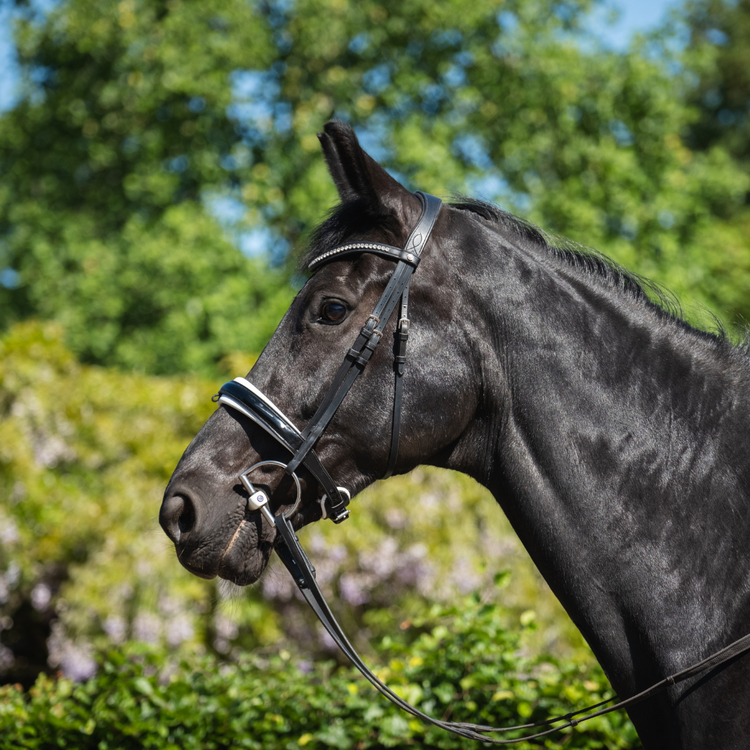 Dressage Bridle