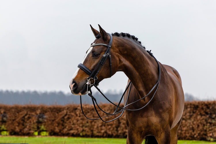 Dressage Bridle