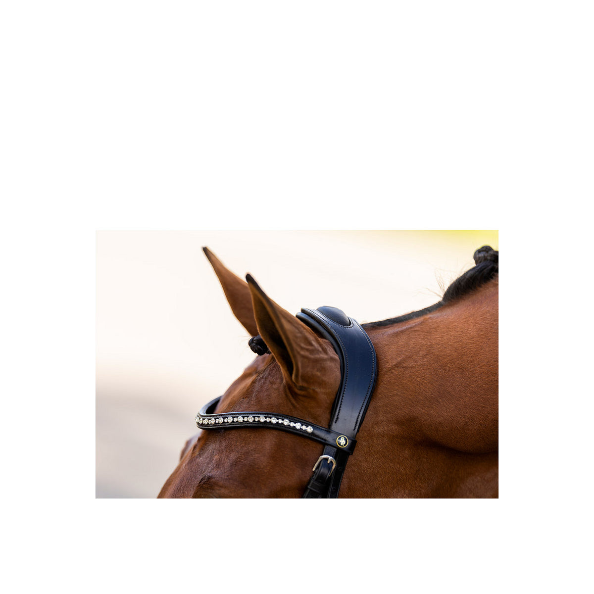BR Bridle Lynton