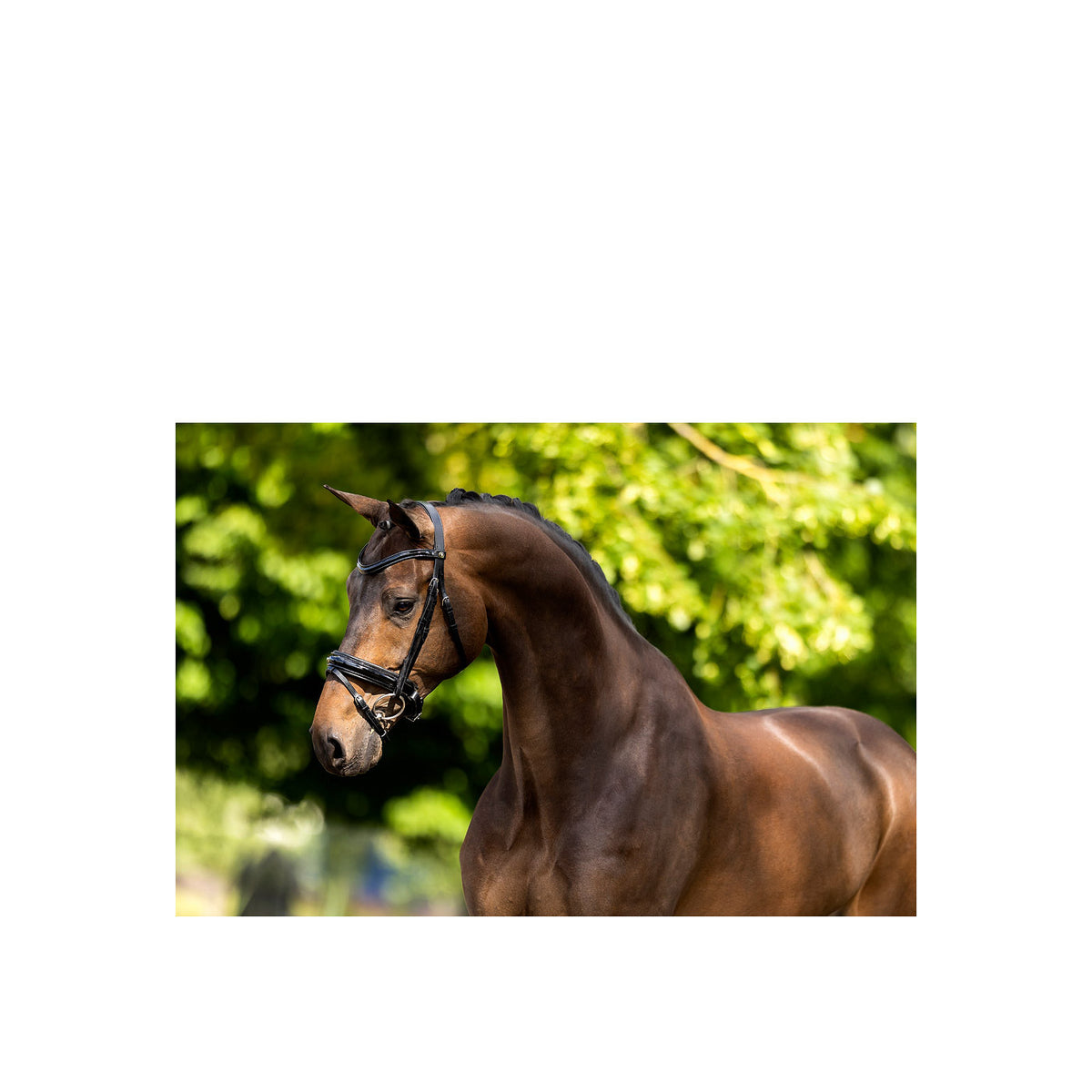 BR Bridle Kingston