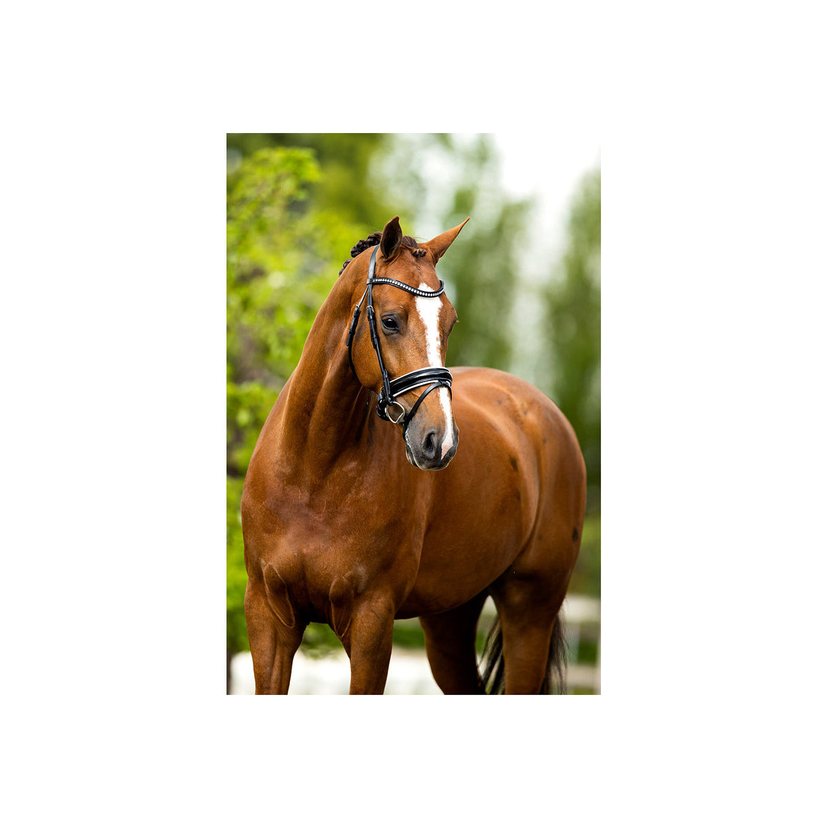 BR Bridle Eston
