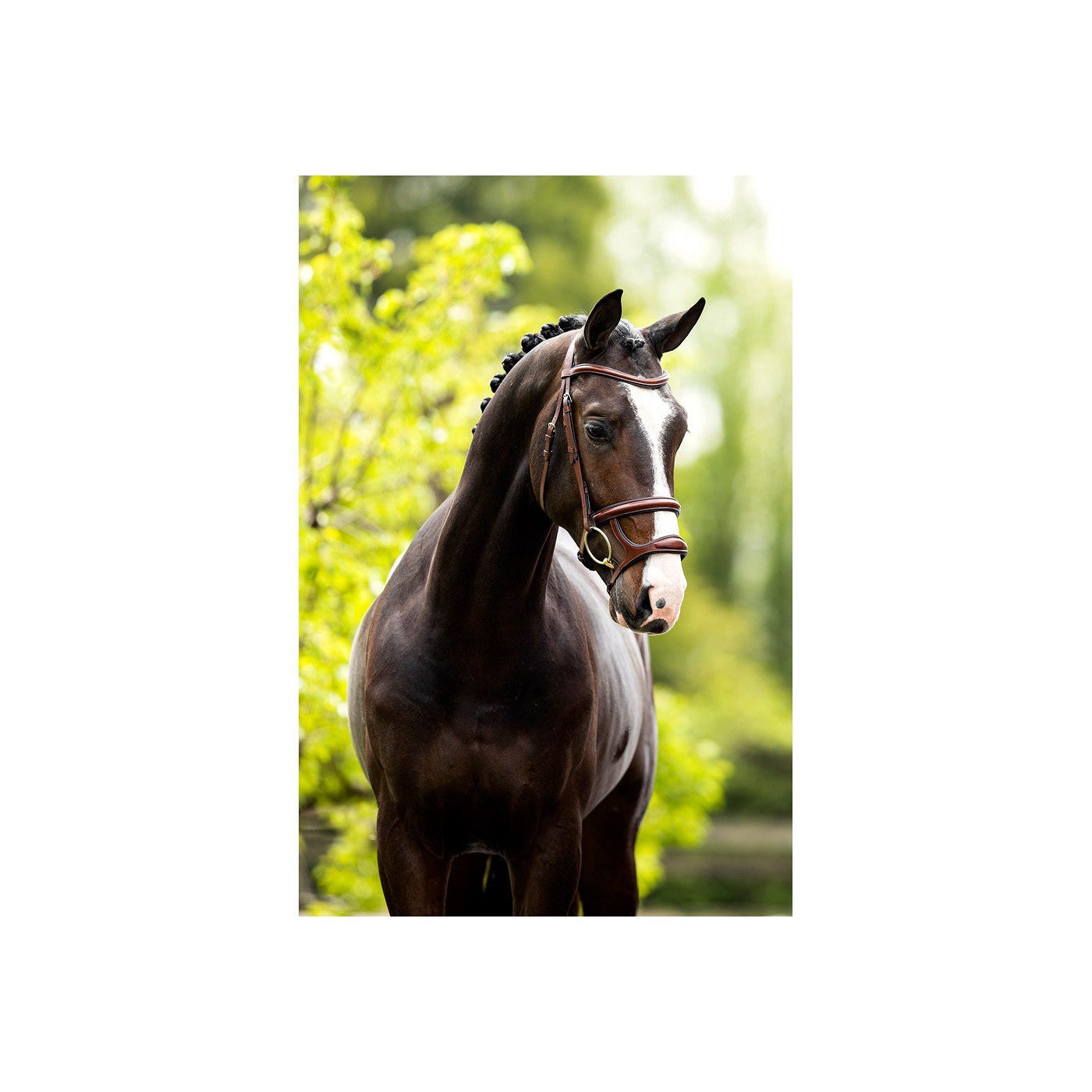 BR Bridle Bath
