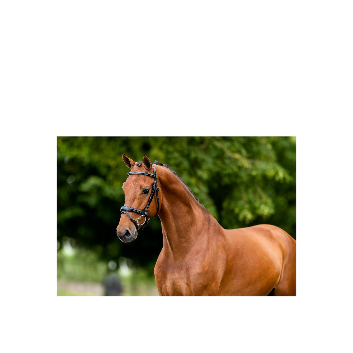 BR Bridle Cheltenham