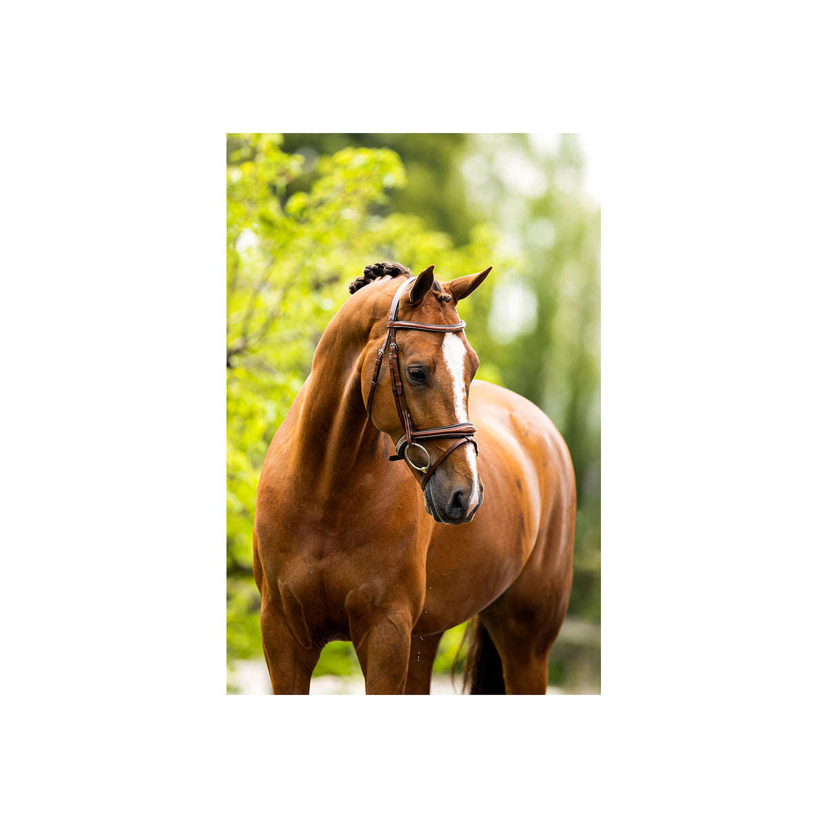 BR Bridle Cheltenham