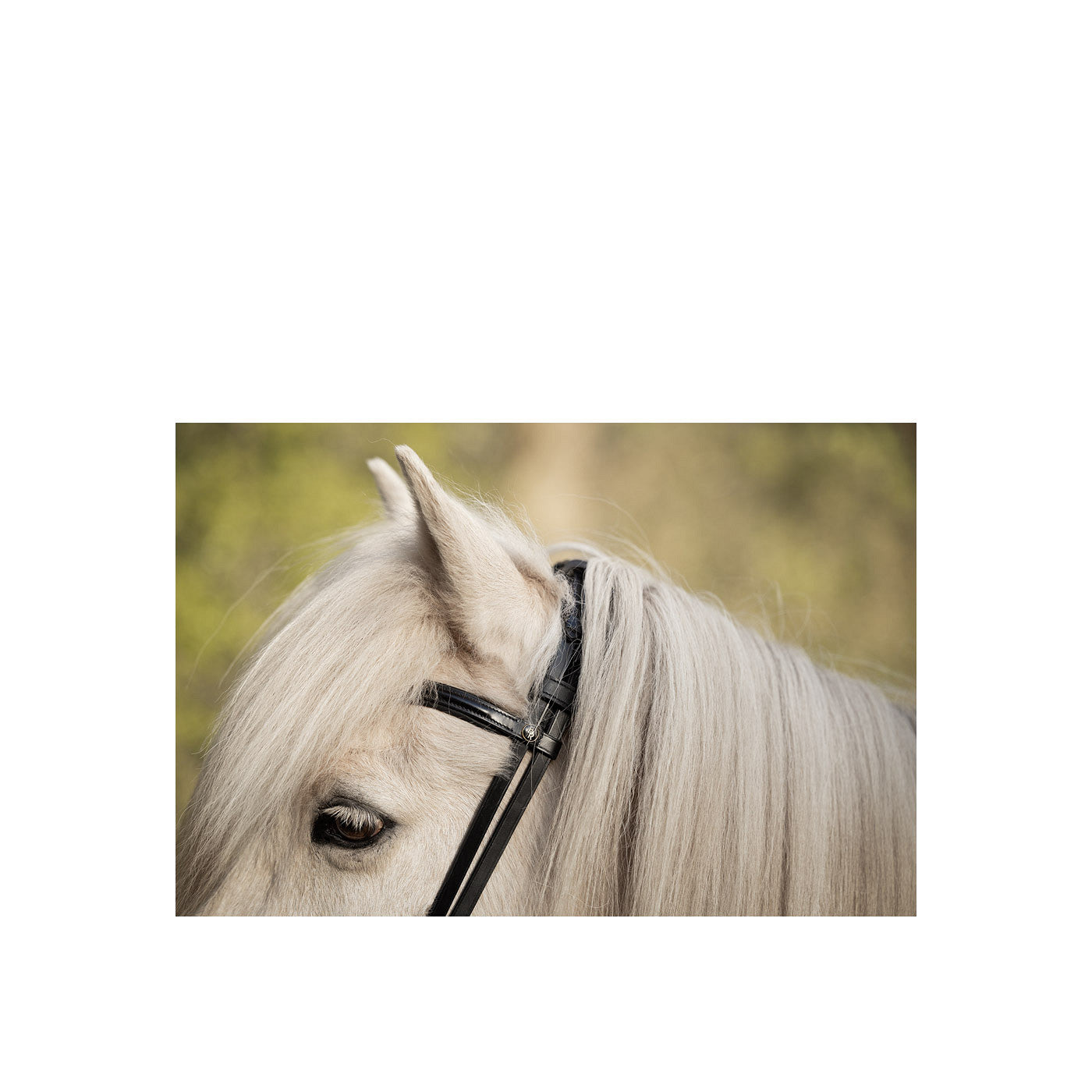 BR Islandic Bridle Bourne