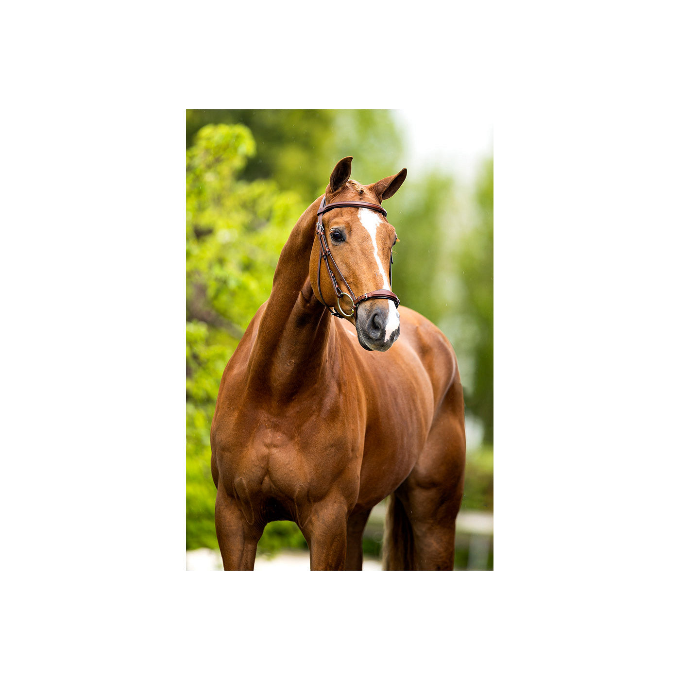 BR Bridle Thurnham training noseband