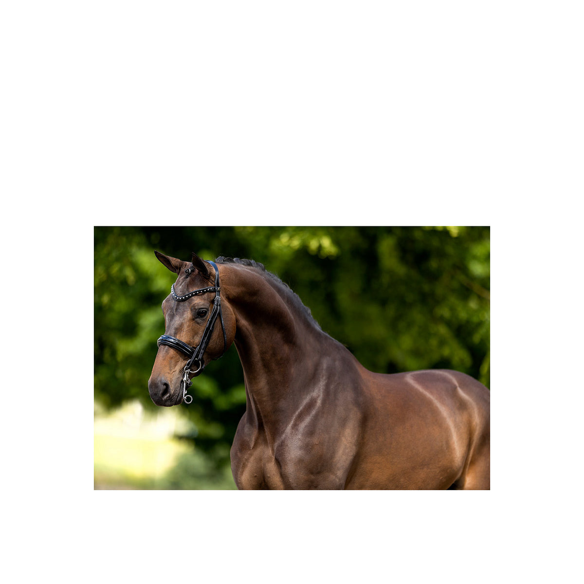 BR Weymouth Bridle Wendover