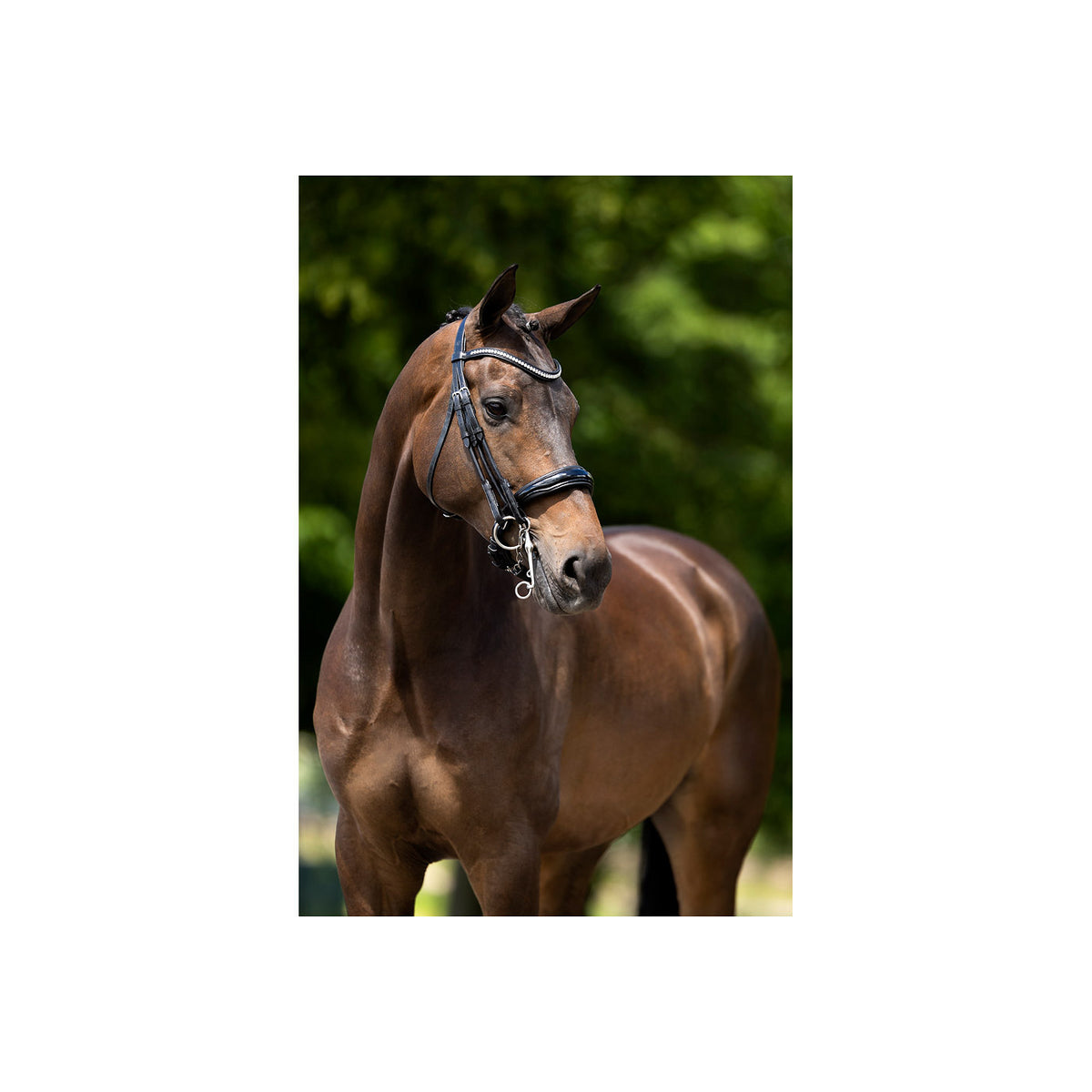 BR Weymouth Bridle Keswick