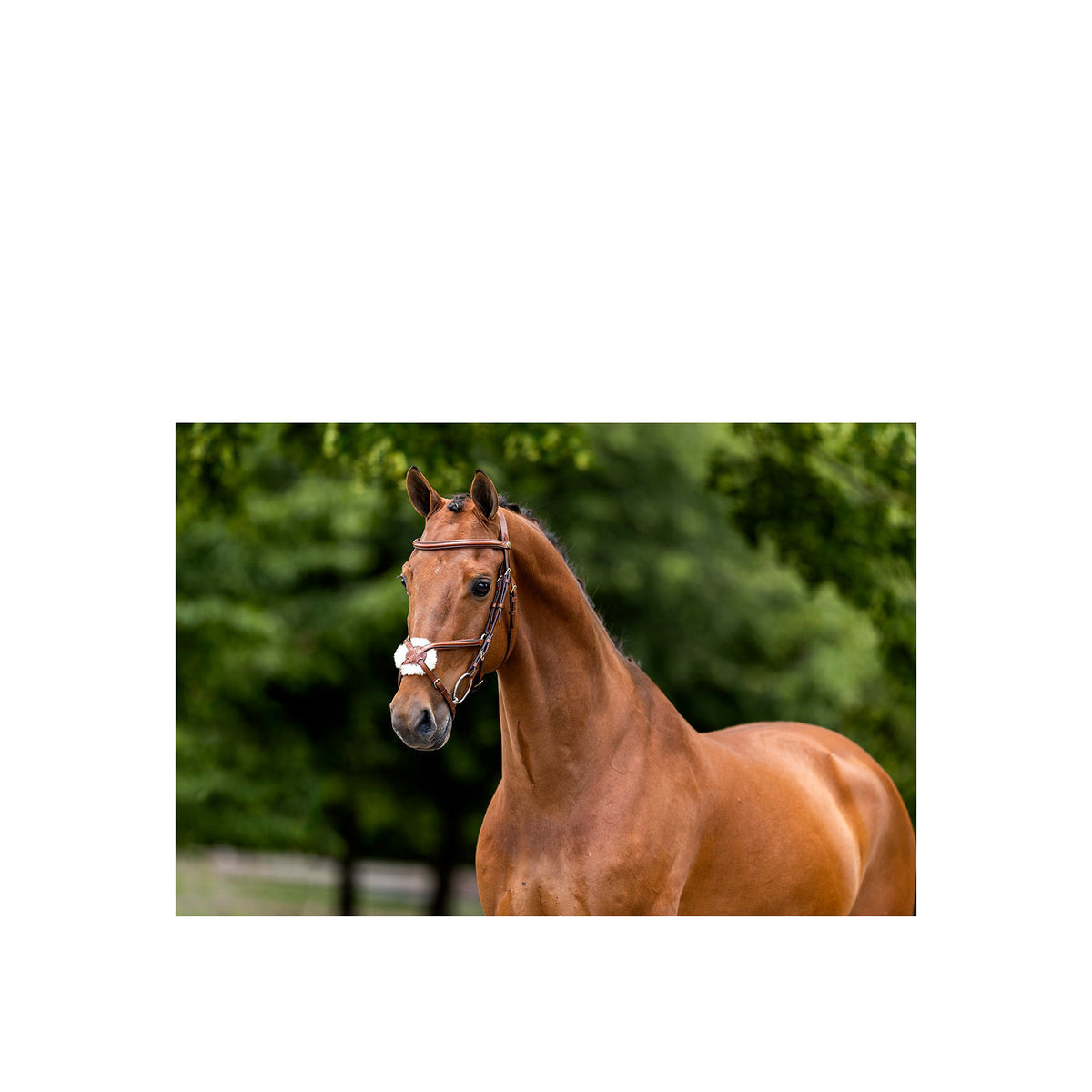 BR Grackle Bridle Grantham