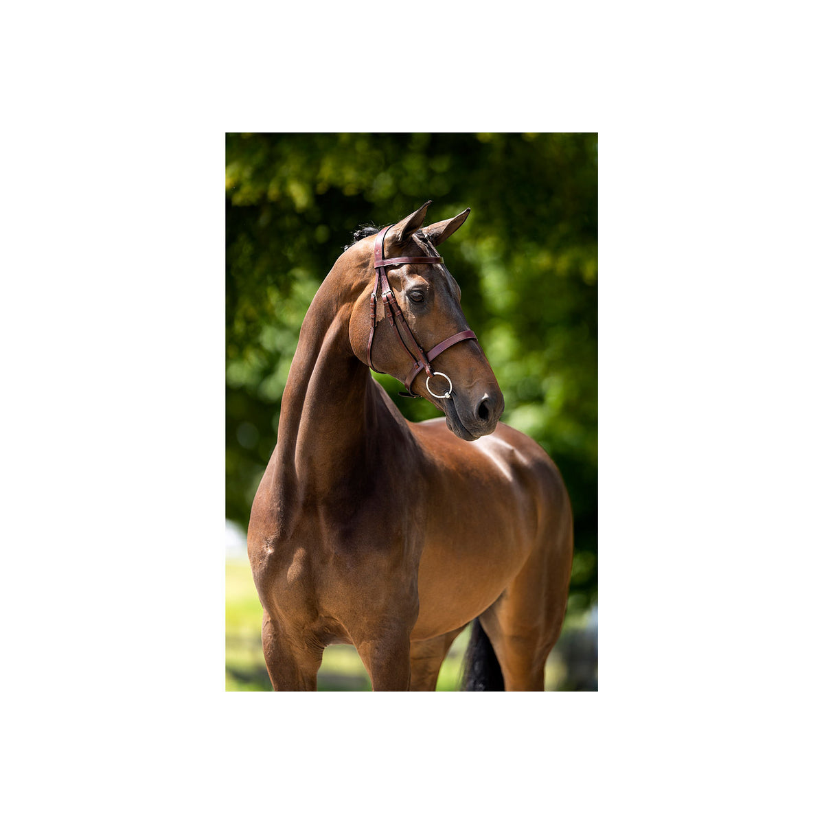 BR Hunter Bridle Kempston