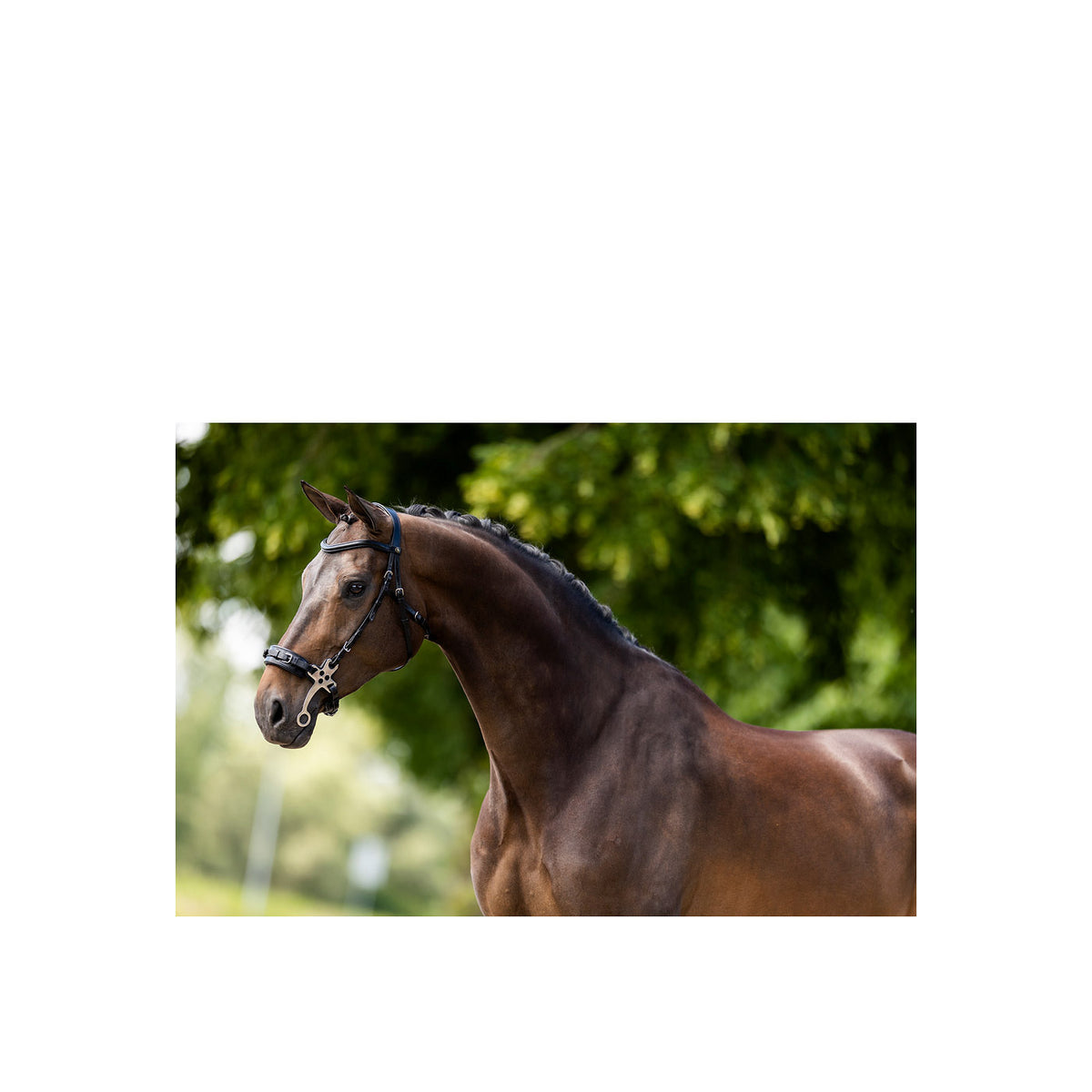 BR Bridle Lydney