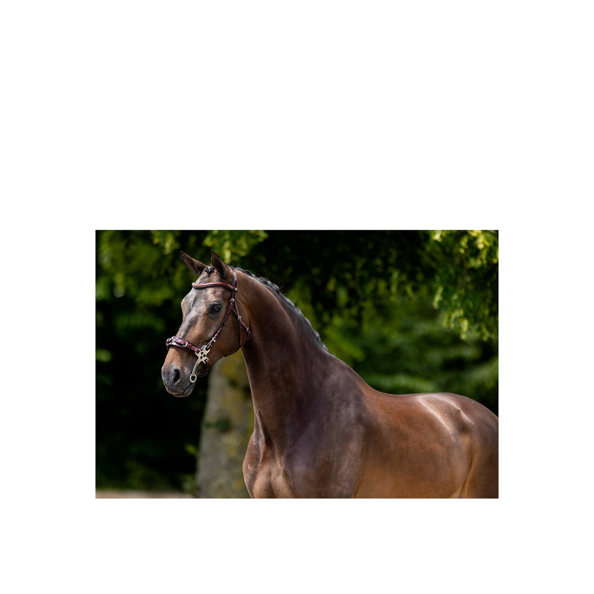BR Bridle Lydney