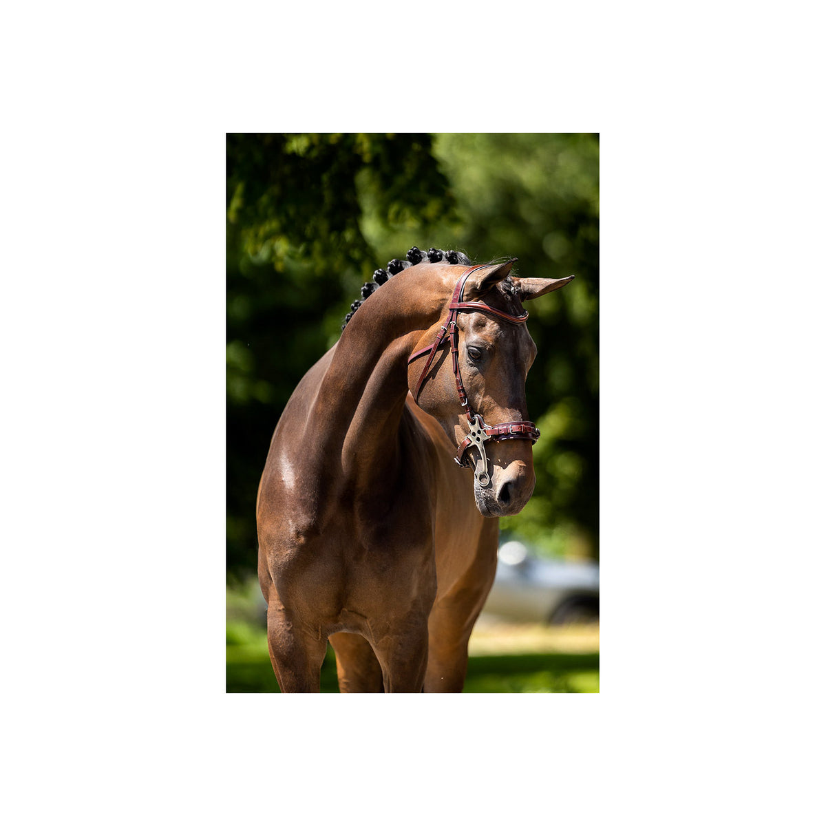 BR Bridle Lydney