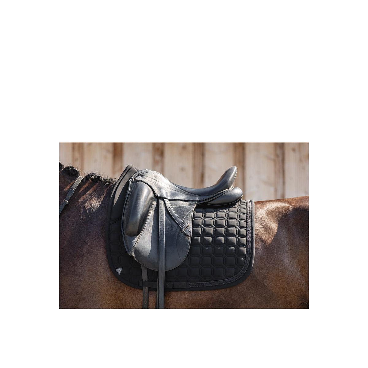 ANKY Pad XB24003 Luminous Nylon Dressage