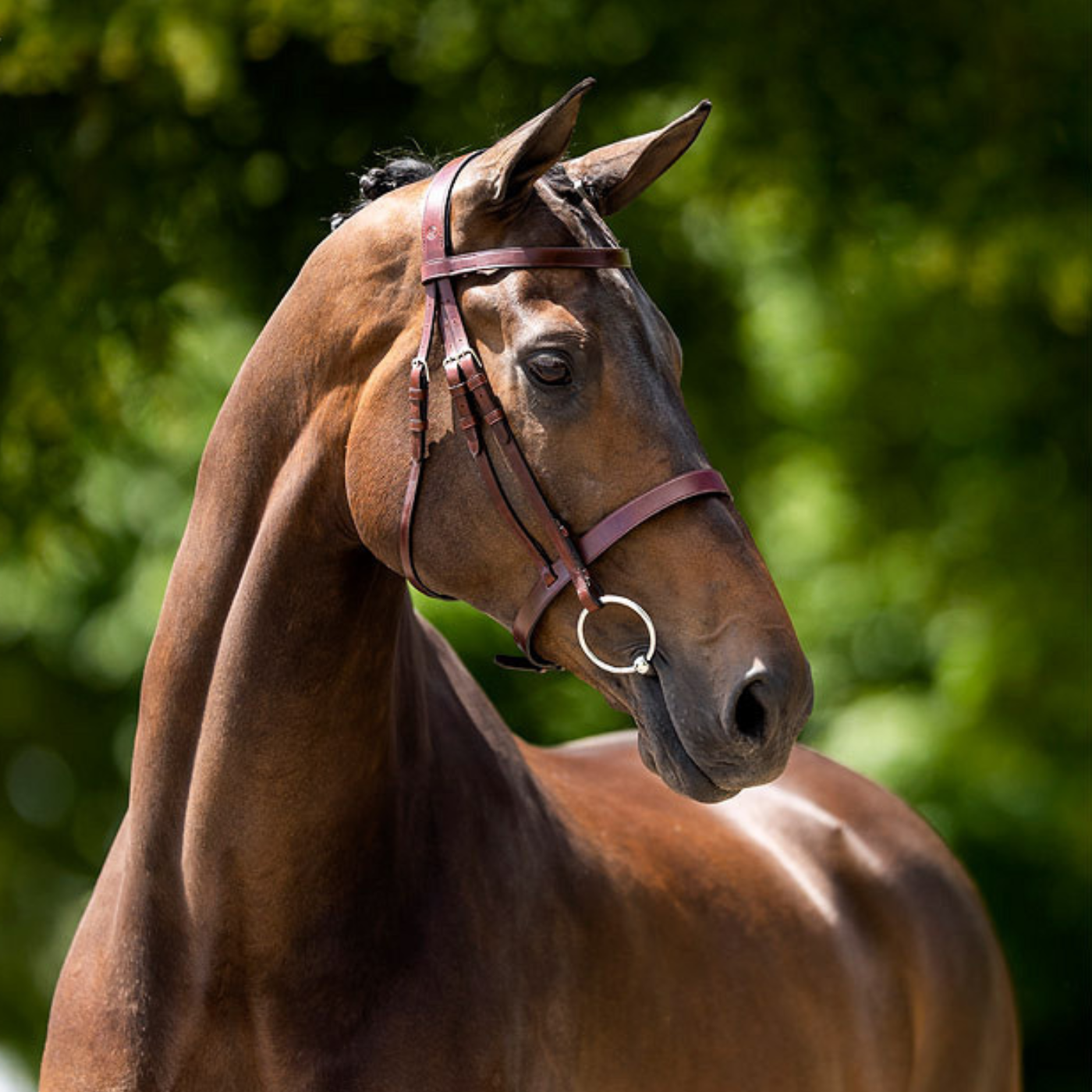 Hunter Bridles