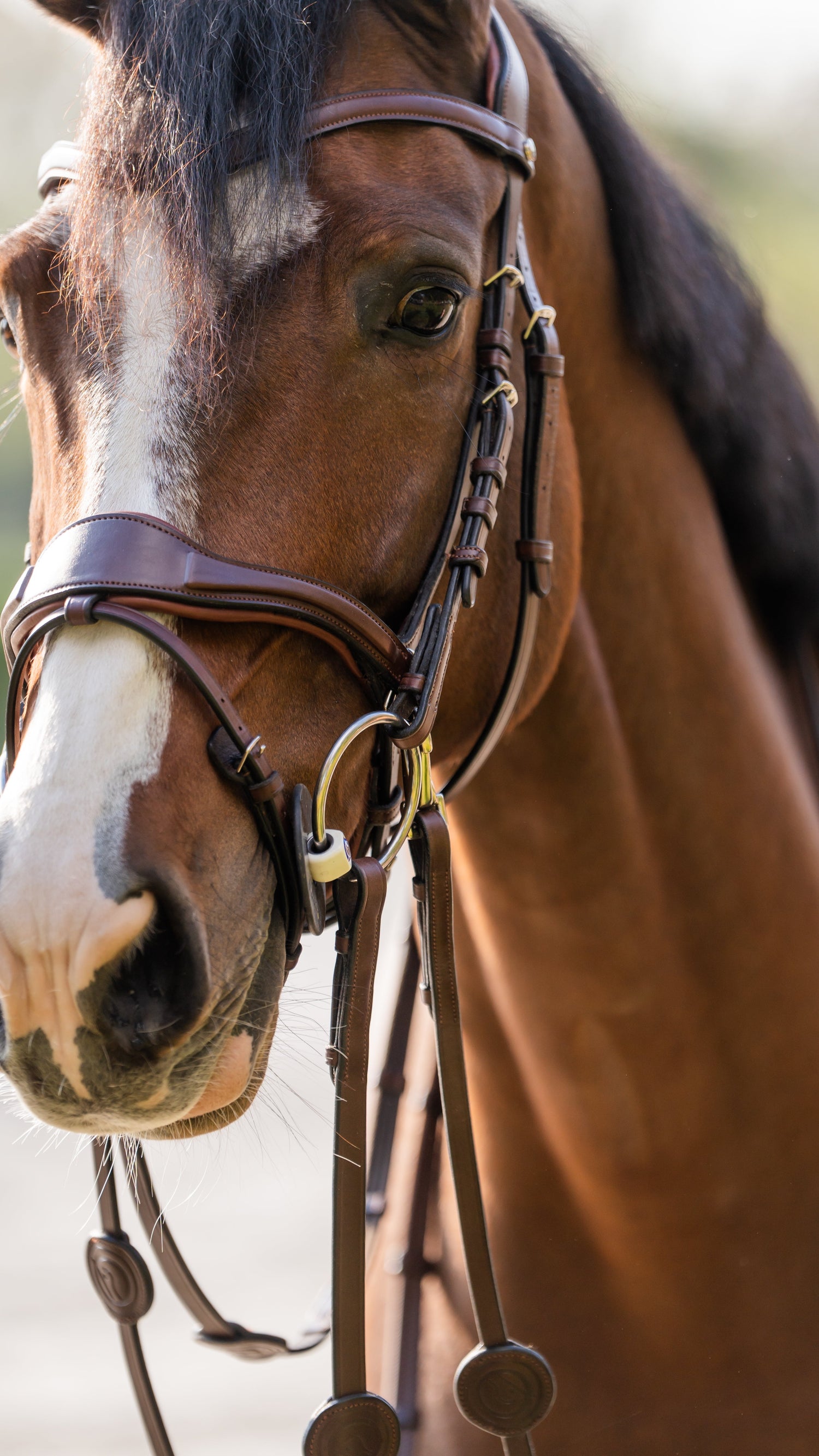 Bridles