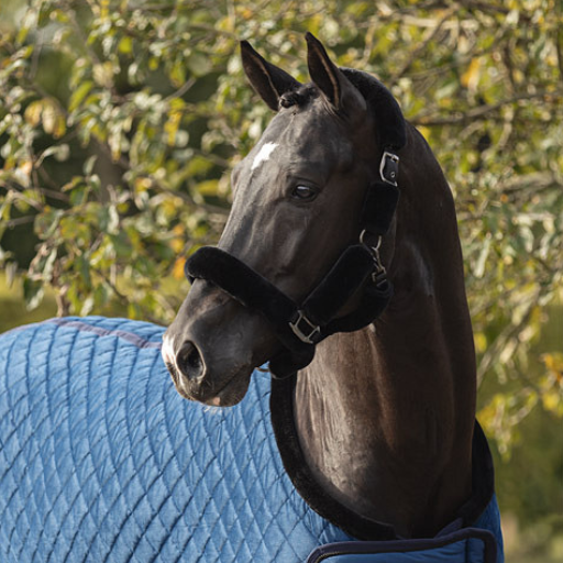 Halters & Lead ropes