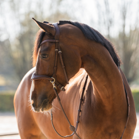 Bitless & Hackemore Bridle