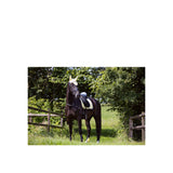 BR Saddle Pad Event revived Dr