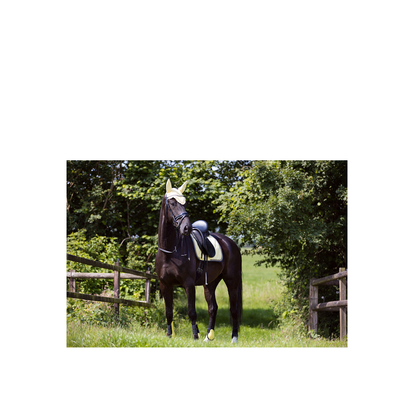 BR Saddle Pad Event revived Dr
