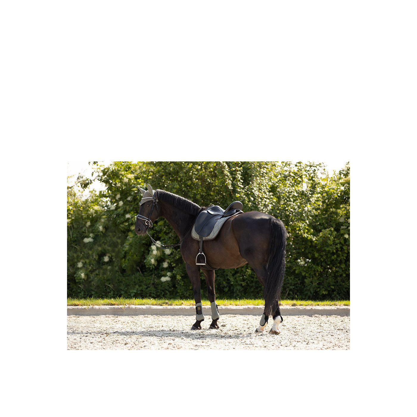 BR Saddle Pad Event revived Dr
