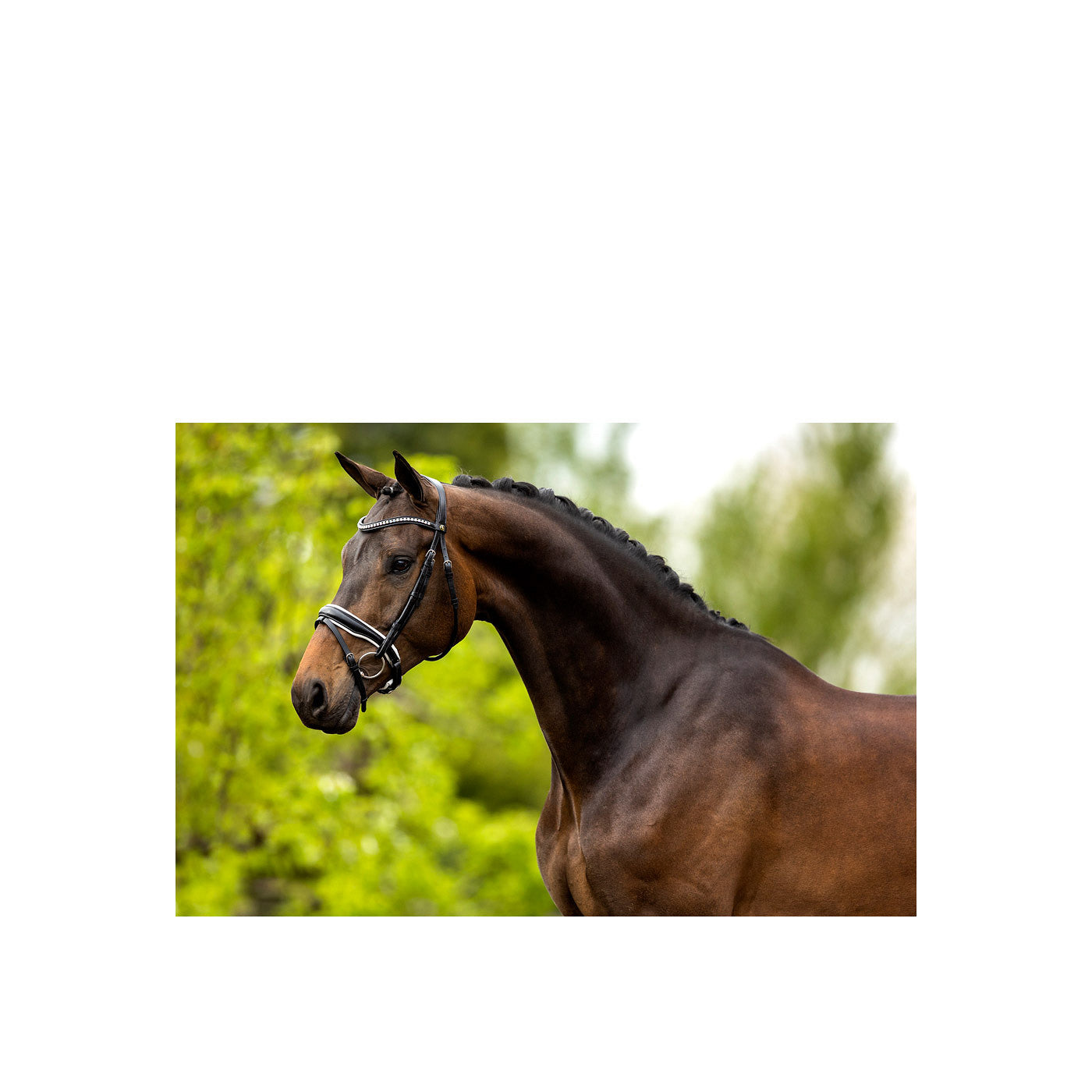 BR Bridle Southam