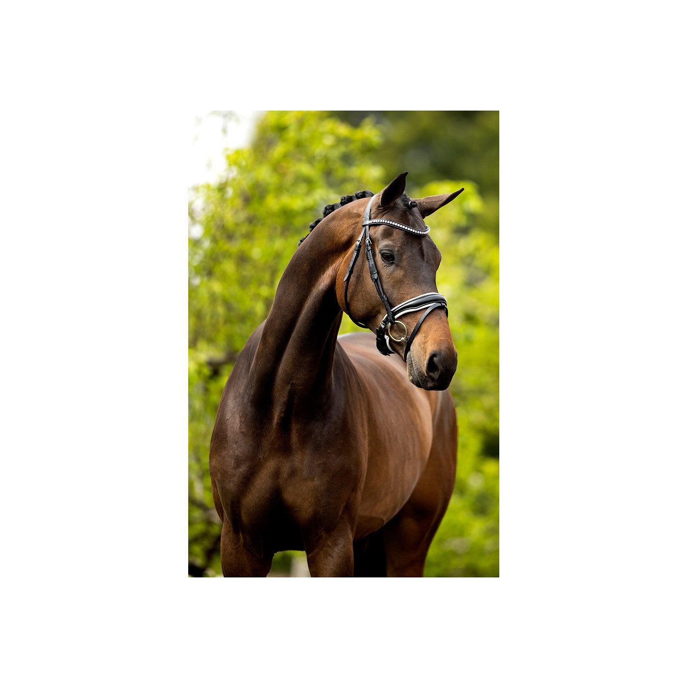 BR Bridle Southam