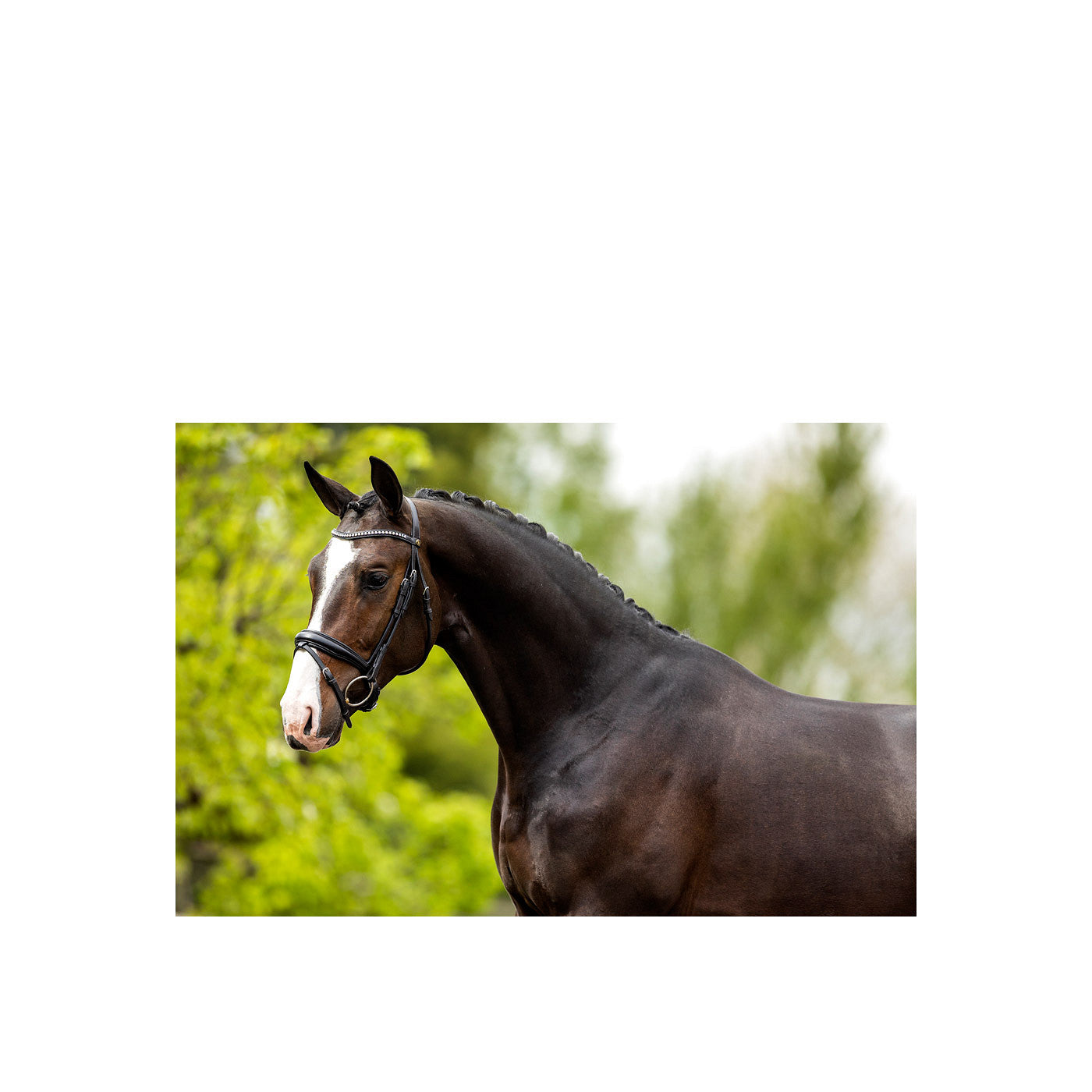 BR Bridle Southam