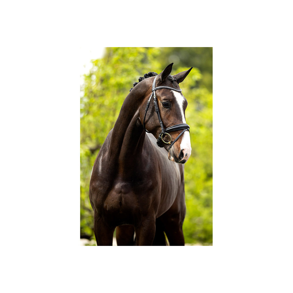 BR Bridle Southam