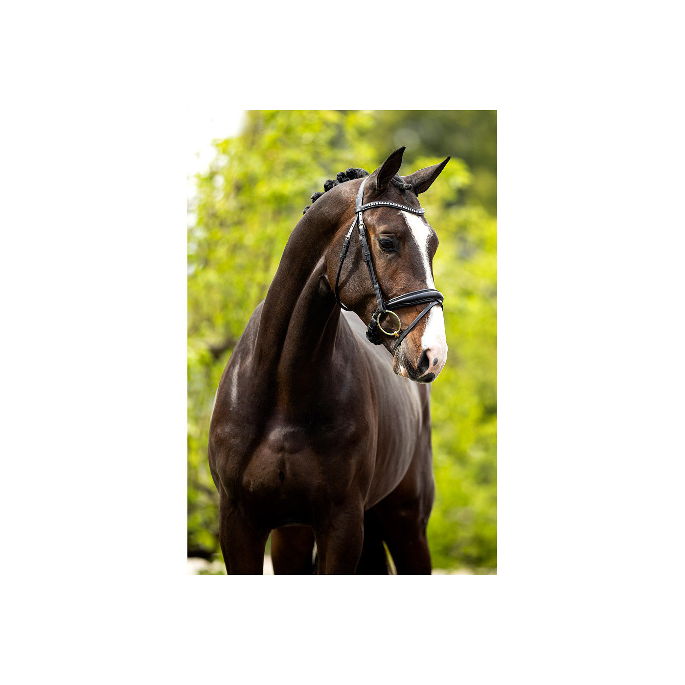 BR Bridle Southam