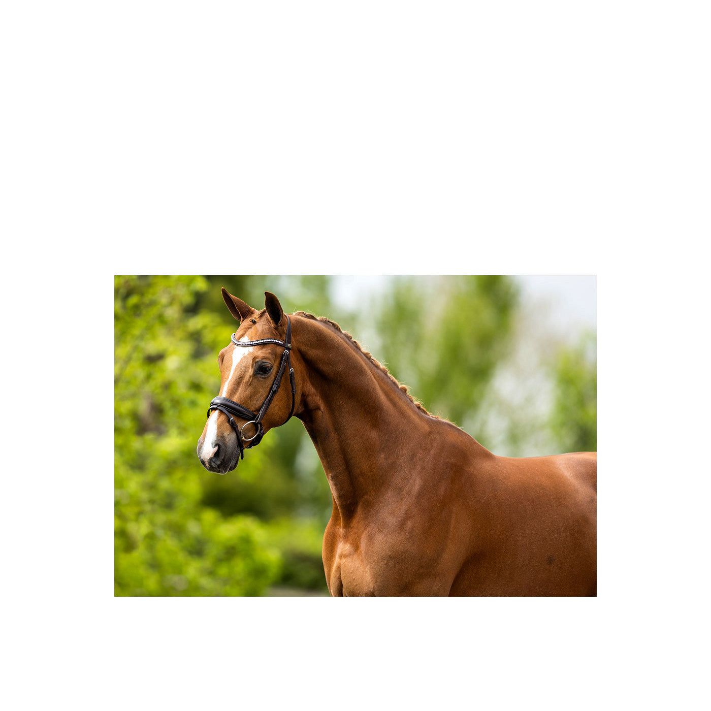 BR Bridle Southam