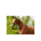 BR Bridle Southam