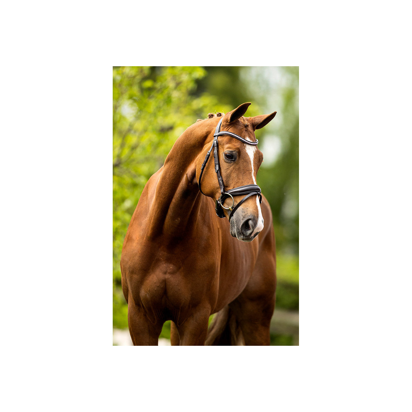BR Bridle Southam