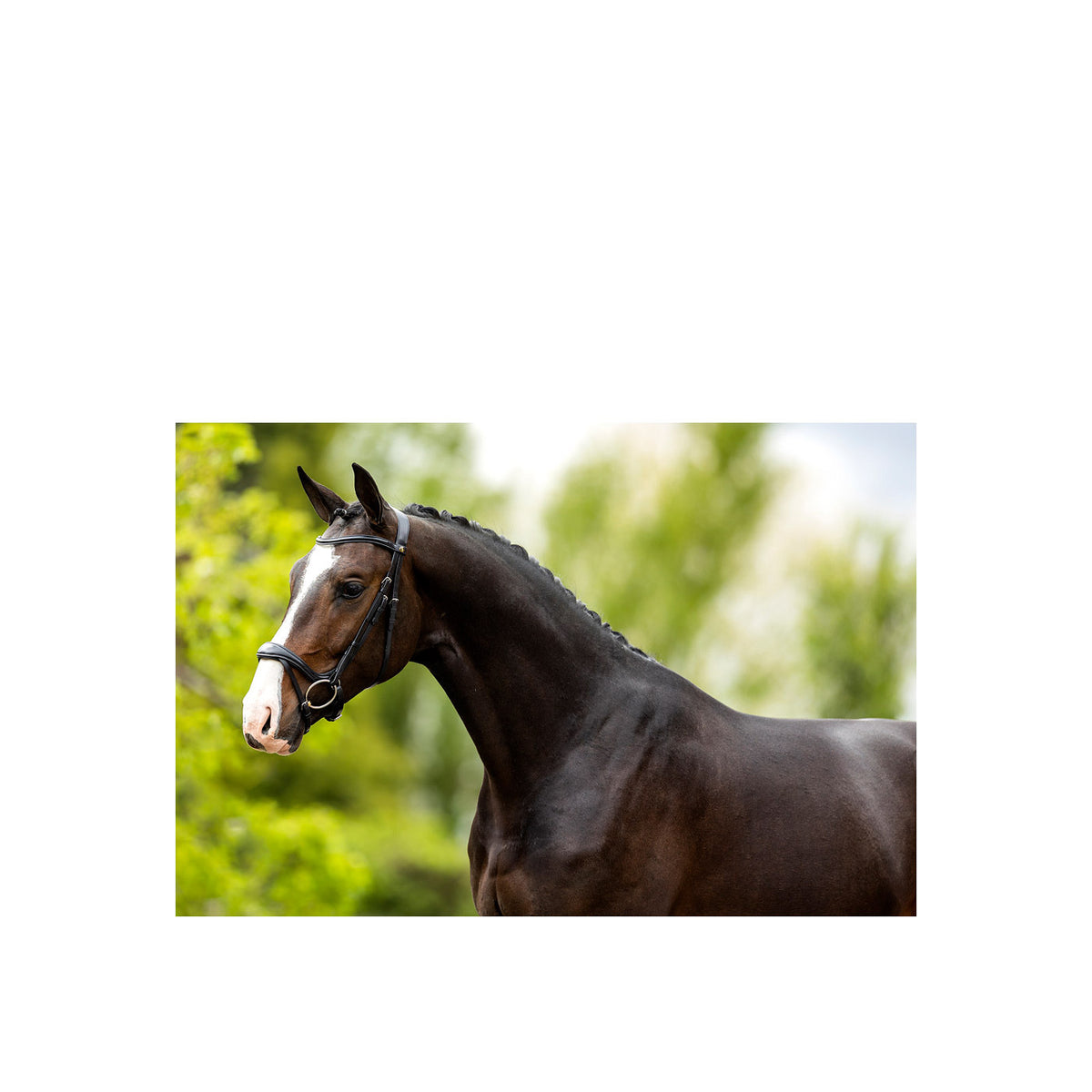 BR Bridle Longridge