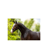 BR Bridle Longridge