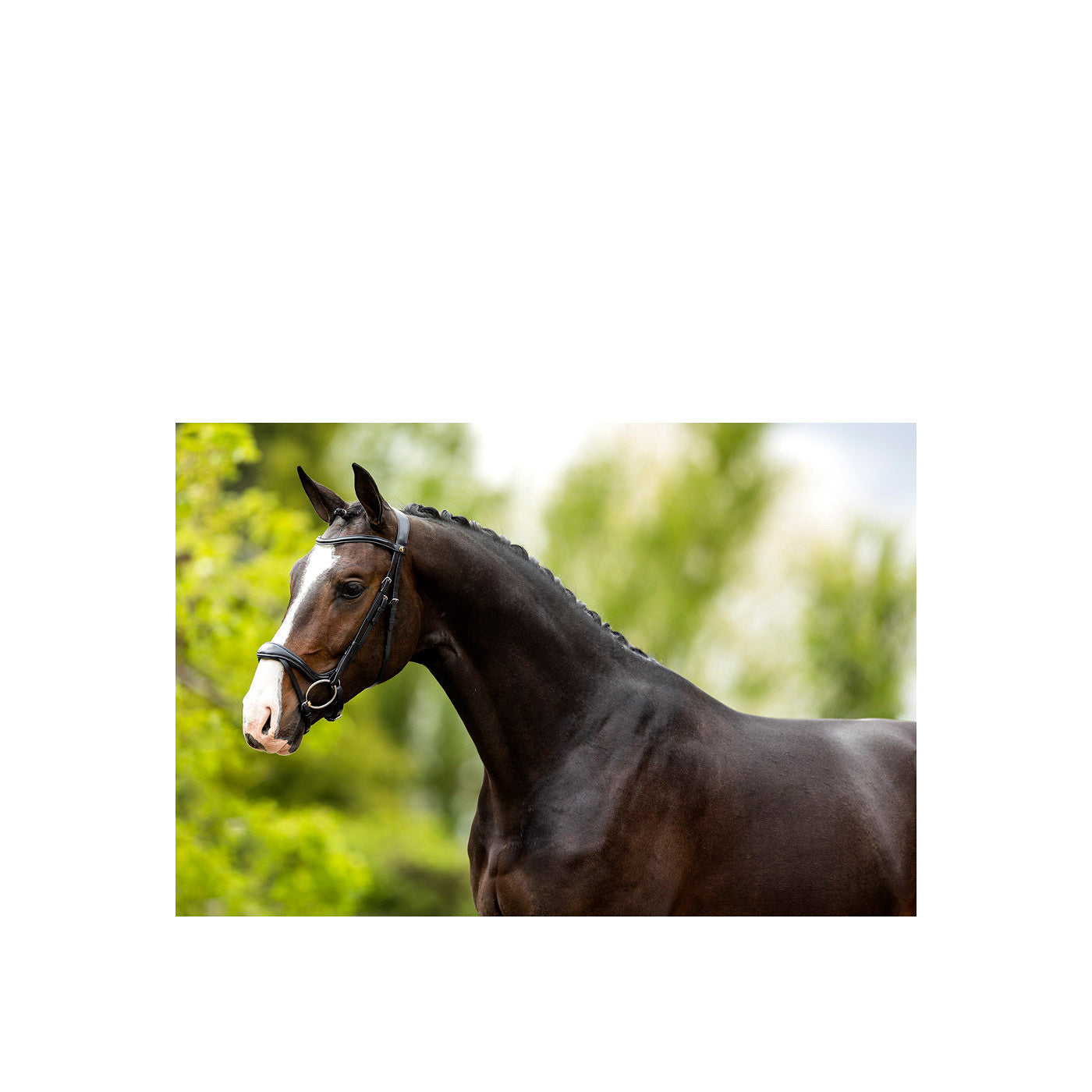 BR Bridle Longridge