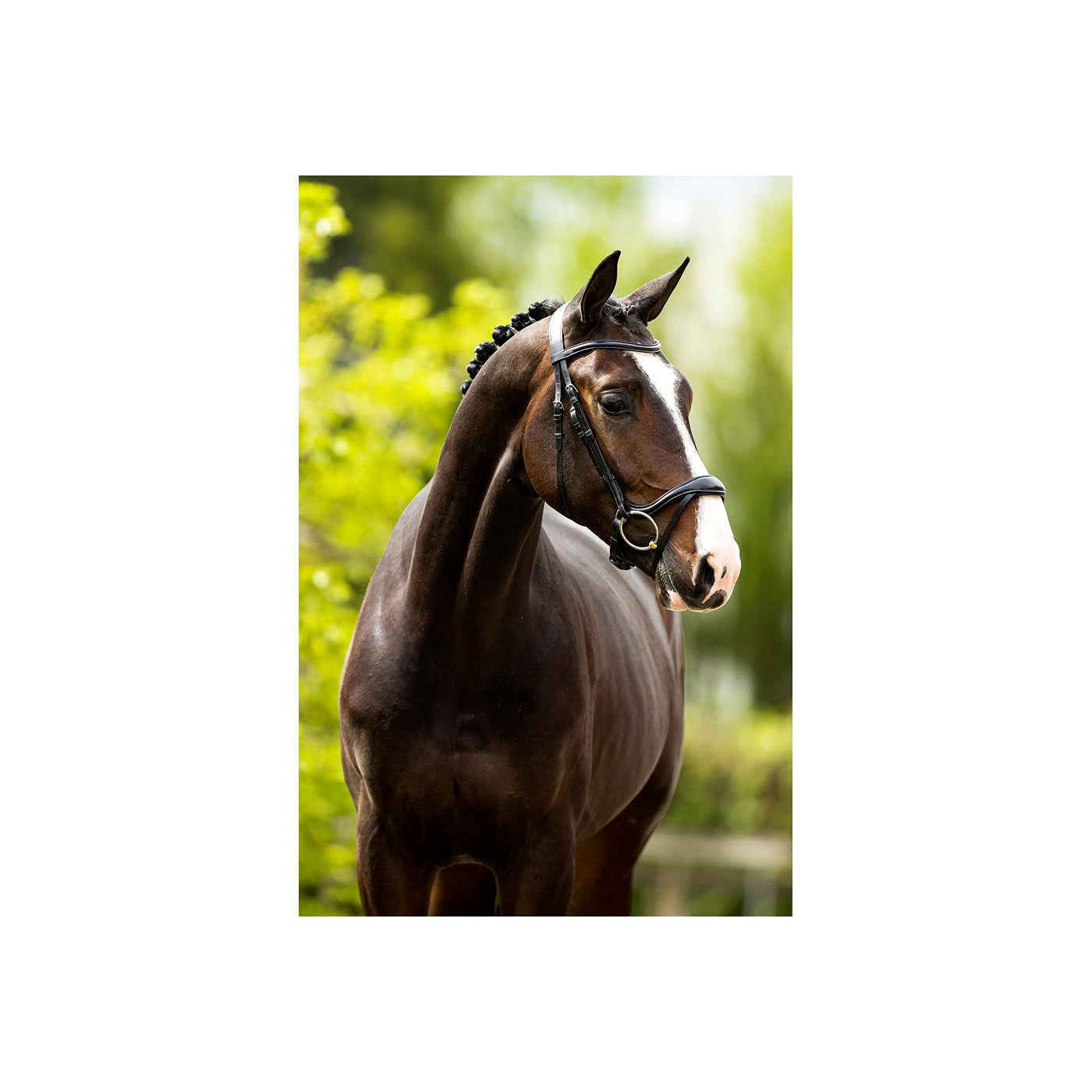 BR Bridle Longridge