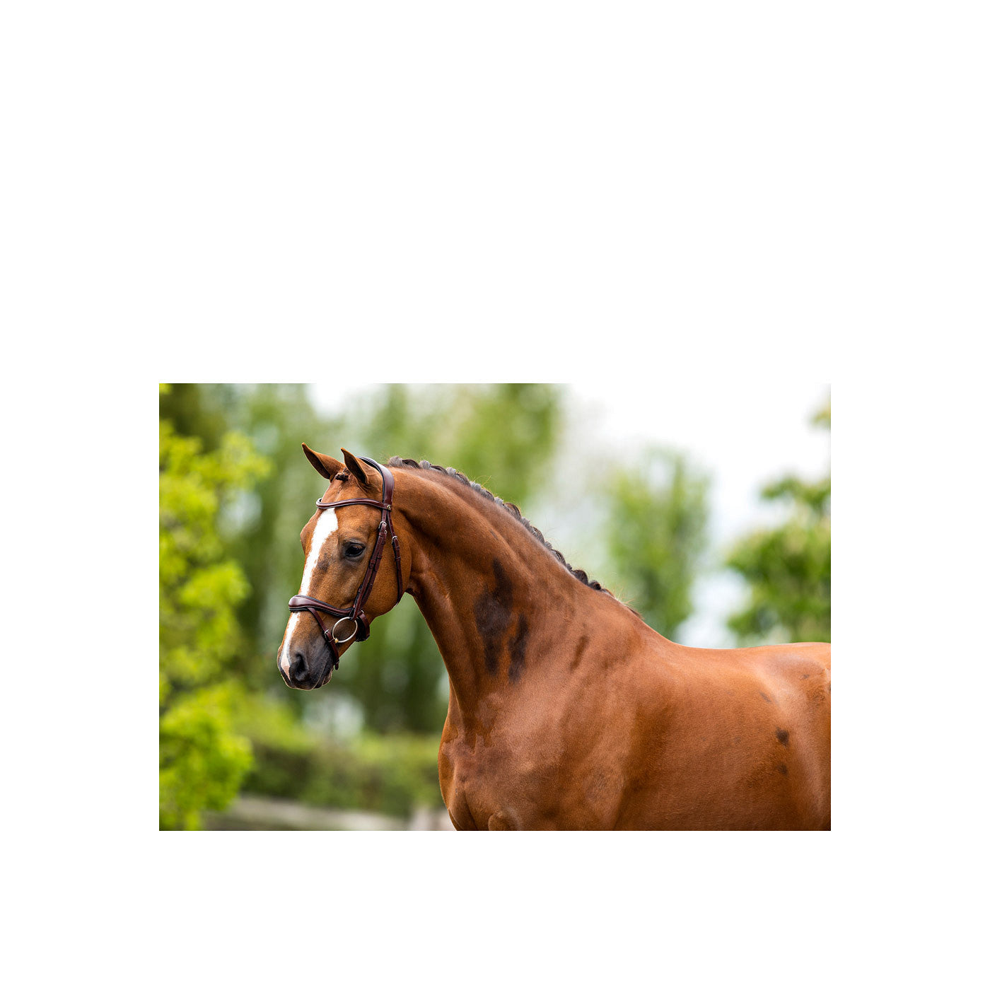 BR Bridle Longridge