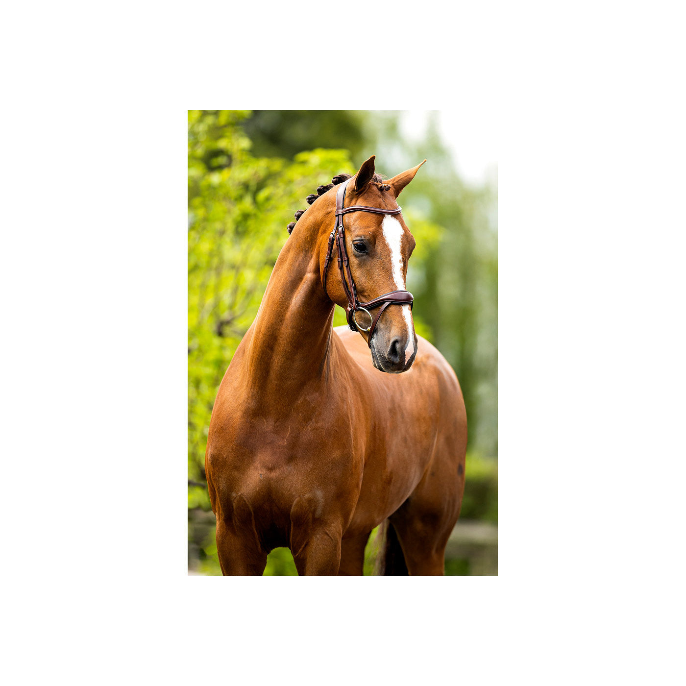 BR Bridle Longridge