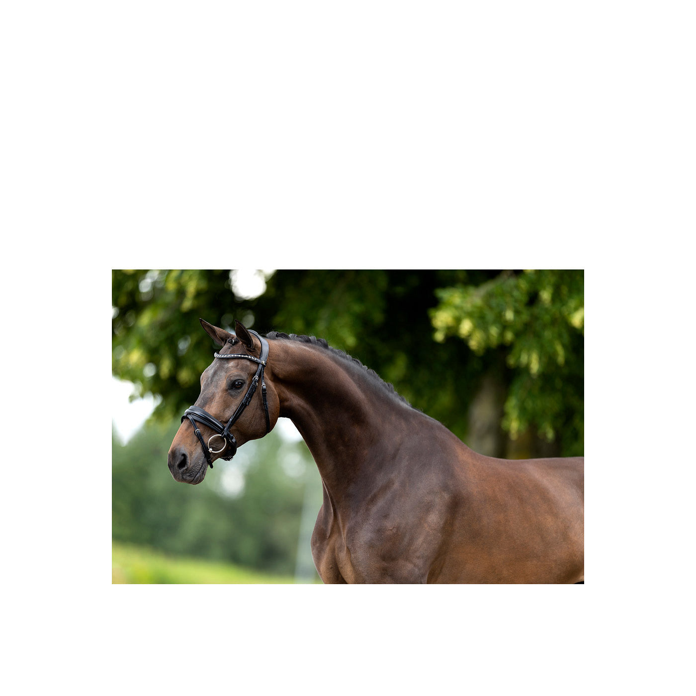 BR Bridle Lynton