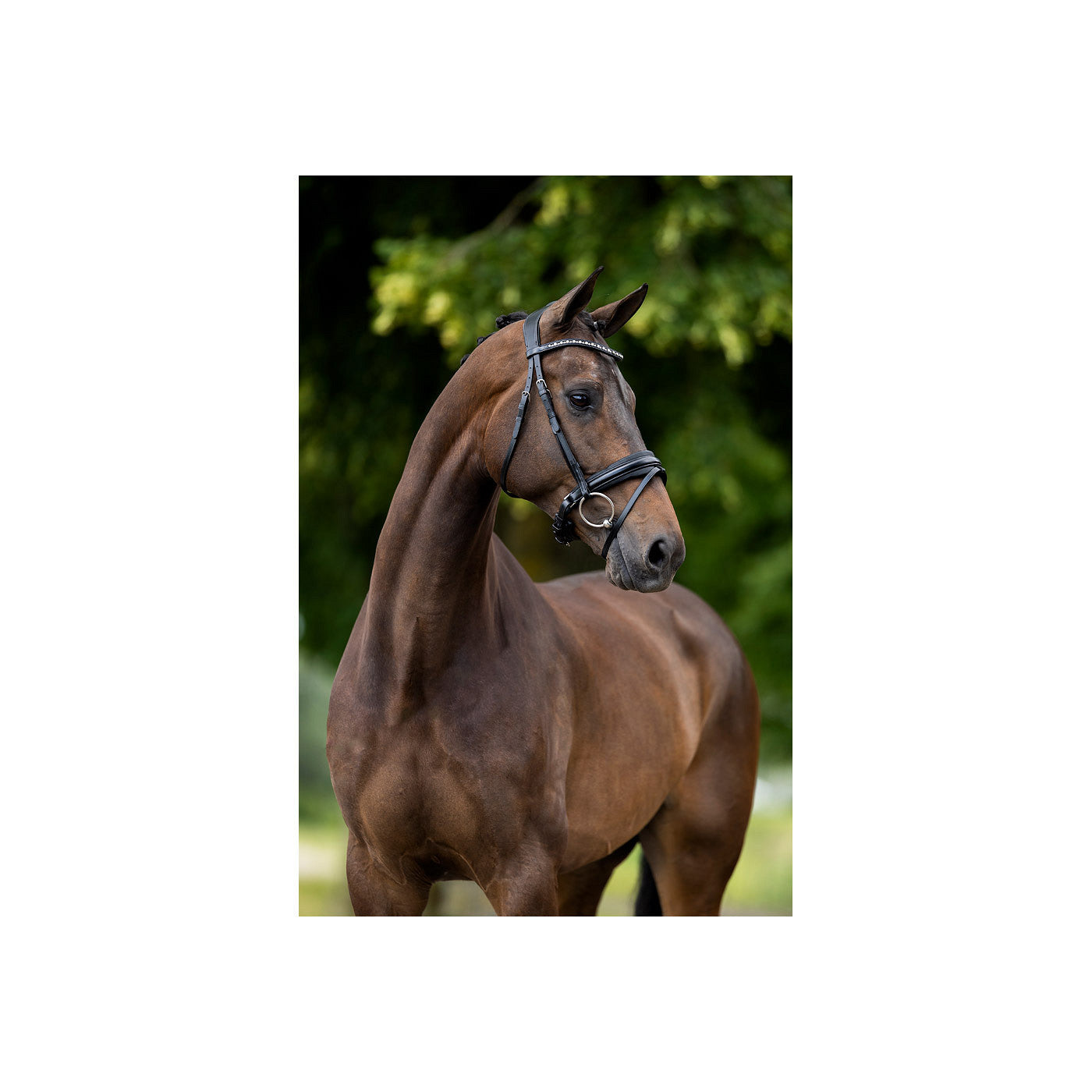 BR Bridle Lynton