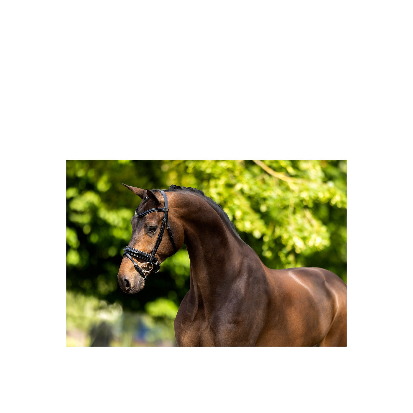 BR Bridle Kingston