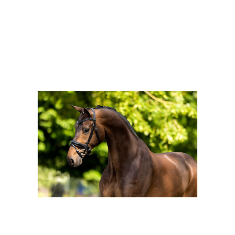 BR Bridle Kingston