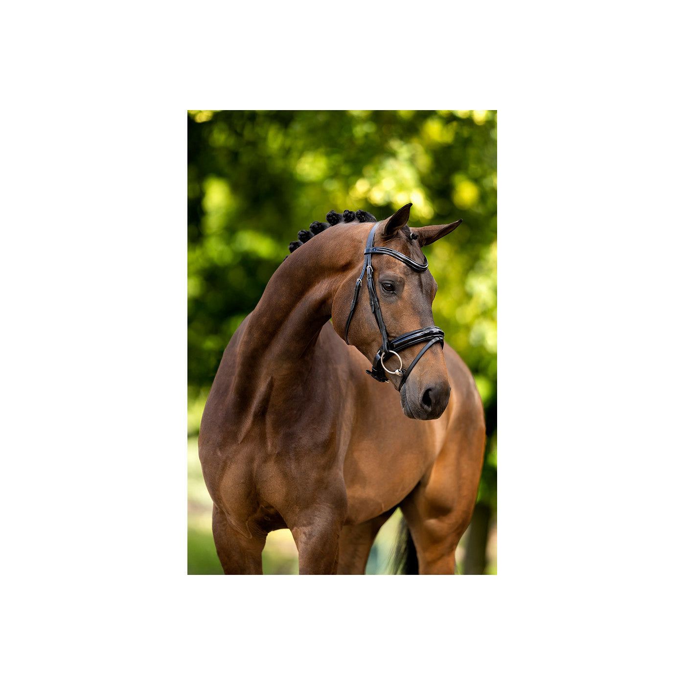BR Bridle Kingston