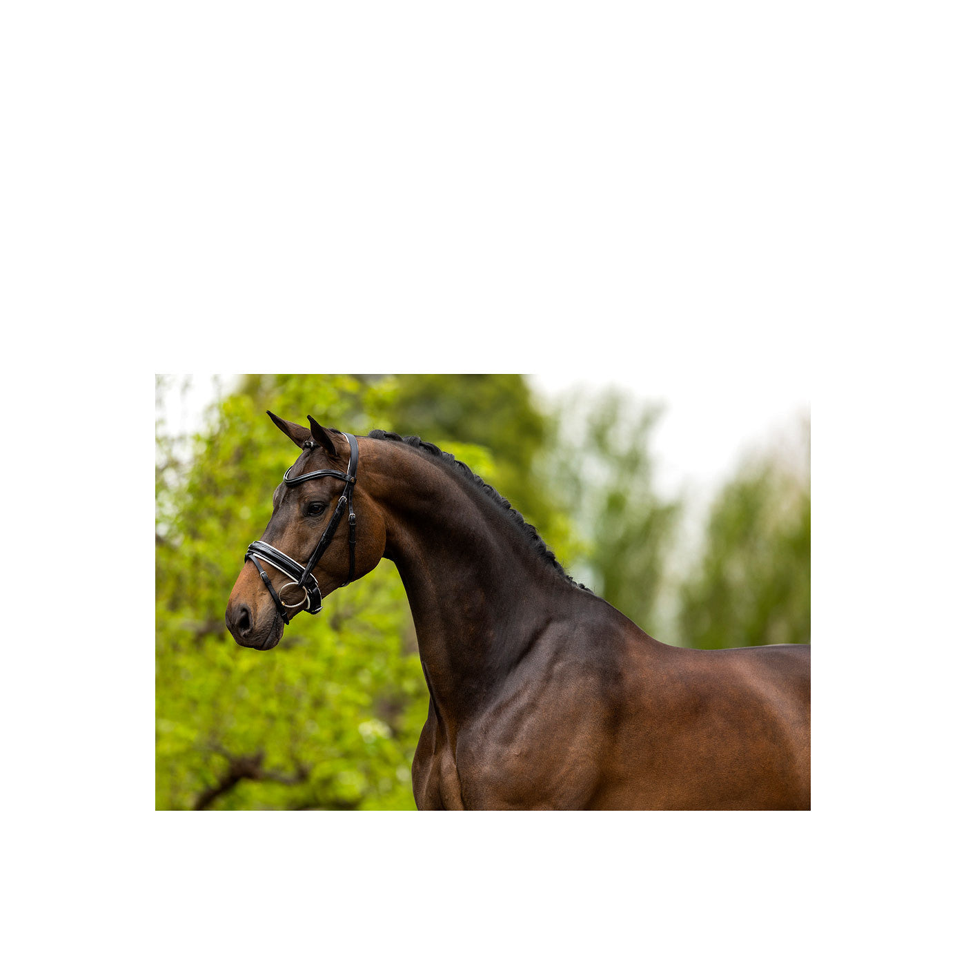 BR Bridle Kingston