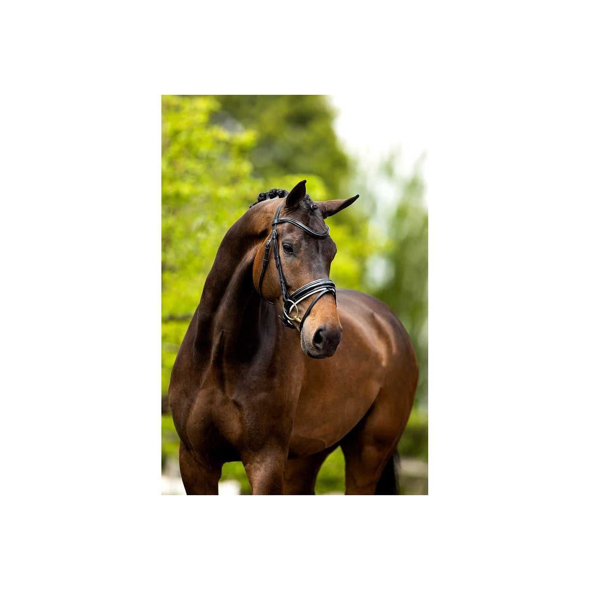 BR Bridle Kingston