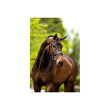 BR Bridle Kingston
