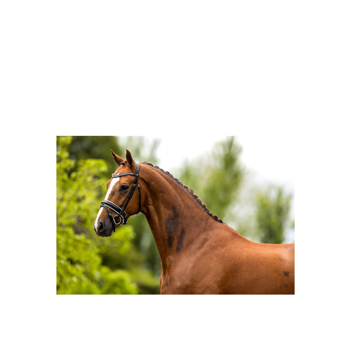 BR Bridle Eston