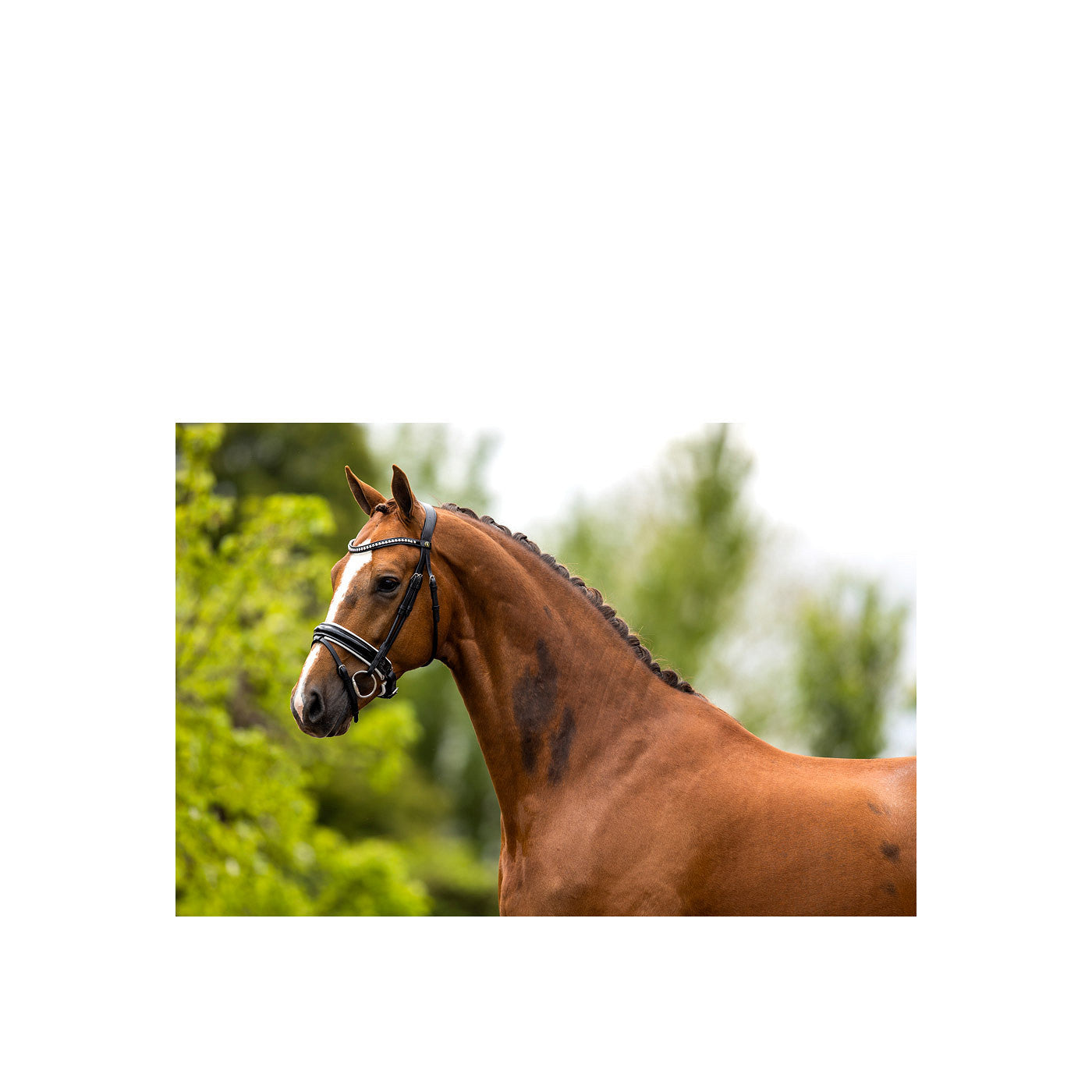 BR Bridle Eston
