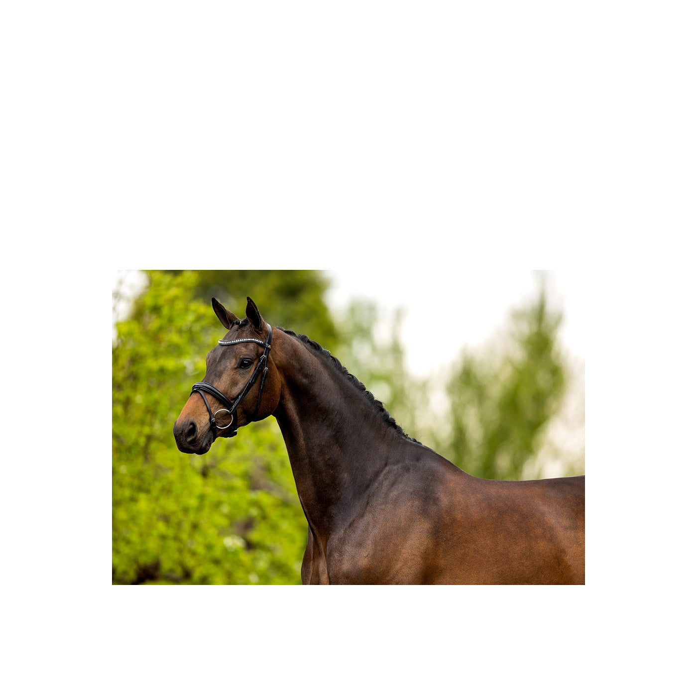 BR Bridle Cambridge